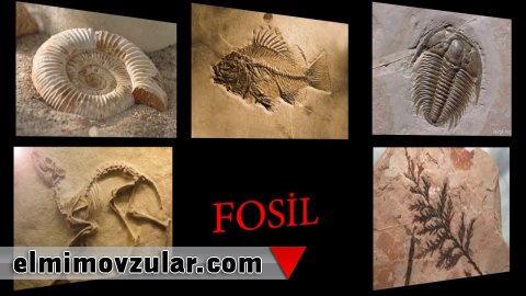 Fosillər təkamülü təkzib edir, yaradılışı təsdiqləyir