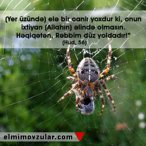 Böcəklər elm dünyasını təəccübləndirməyə davam edir 