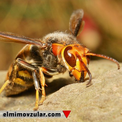 Günəş Enerjisini Toplayıb Istifadə Edən Eşşəkarıları