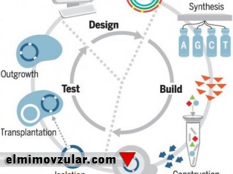 Minimal bakteriya genomu belə kompleks quruluşa sahibdir